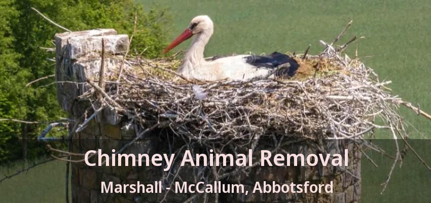 Chimney Animal Removal Marshall - McCallum, Abbotsford - BC Chimney Animal Removal Marshall - McCallum, Abbotsford - BC