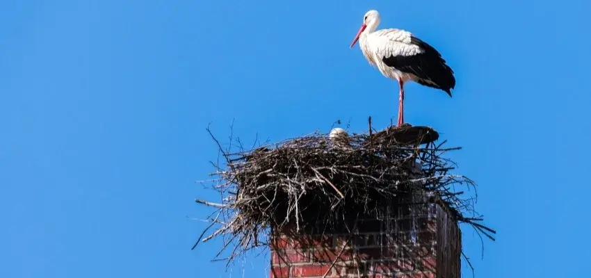 Chimney Nest Removal in Abbotsford