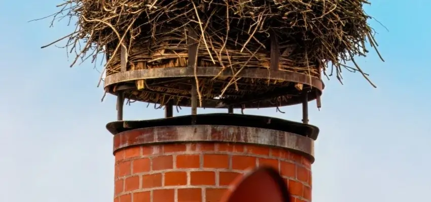 Chimney Nest Removal in Abbotsford